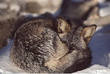 《索尼克：未知边境》监督：把本作当作全球试玩版